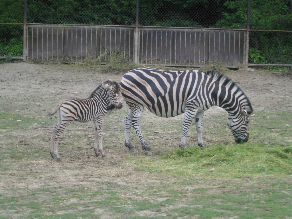 Návštěva zoologické zahrady Brno 28. 6. 2013, 2.7.2013
