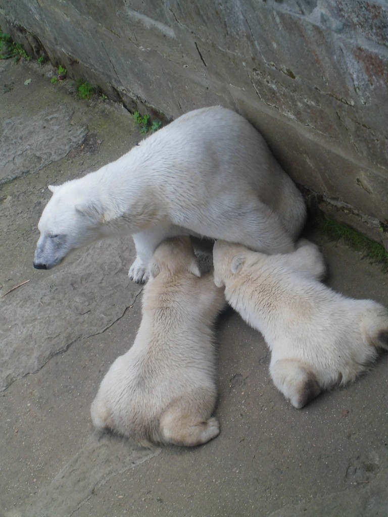 Návštěva zoologické zahrady Brno 28. 6. 2013, 2.7.2013